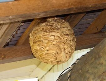 完全ガイド】スズメバチの巣の特徴と見分け方 | 佐賀・熊本・福岡でお
